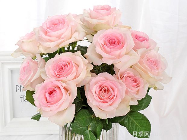 桃红雪山月季优缺点(图1)