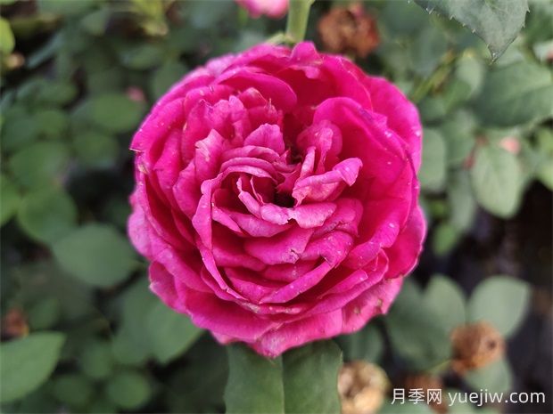 双人芭蕾月季的优缺点是什么?(图1) 双人芭蕾月季的优缺点是什么?(图1)