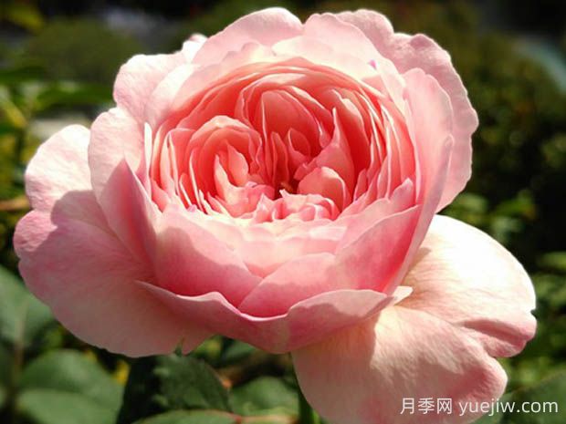 环月季的优缺点是什么?(图1) 环月季的优缺点是什么?(图1)