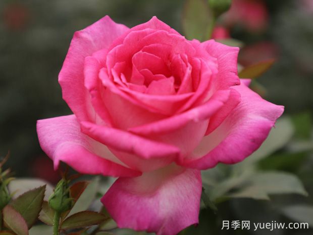 甜蜜的梦月季的优缺点是什么?(图1) 甜蜜的梦月季的优缺点是什么?(图1)