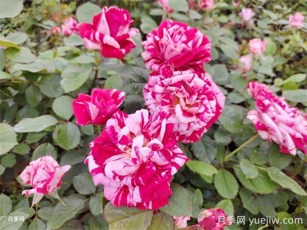 节日礼花月季的优点有哪些?(图1) 节日礼花月季的优点有哪些?(图1)