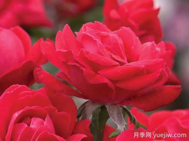 红色绝代佳人月季的优缺点是什么?(图1) 红色绝代佳人月季的优缺点是什么?(图1)