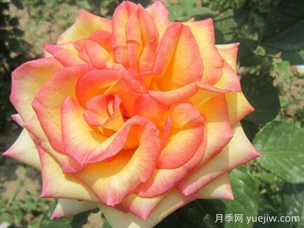 希腊之乡月季的优缺点是什么?(图1) 希腊之乡月季的优缺点是什么?(图1)