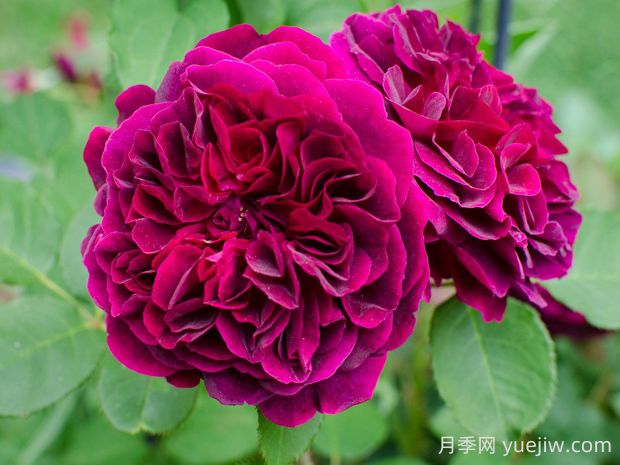 曼斯特伍德月季的优缺点是什么?(图1) 曼斯特伍德月季的优缺点是什么?(图1)