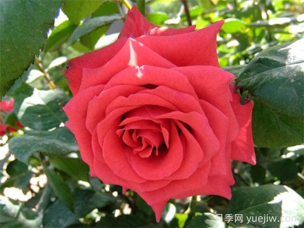 红衣主教月季的优缺点是什么?(图1) 红衣主教月季的优缺点是什么?(图1)
