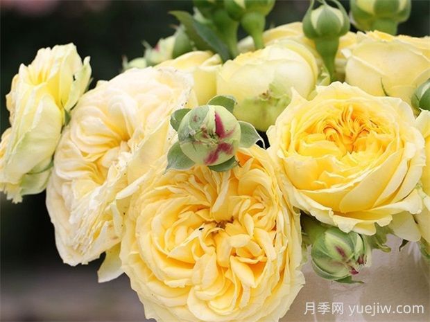 卡特琳娜月季的优点是什么?(图1) 卡特琳娜月季的优点是什么?(图1)