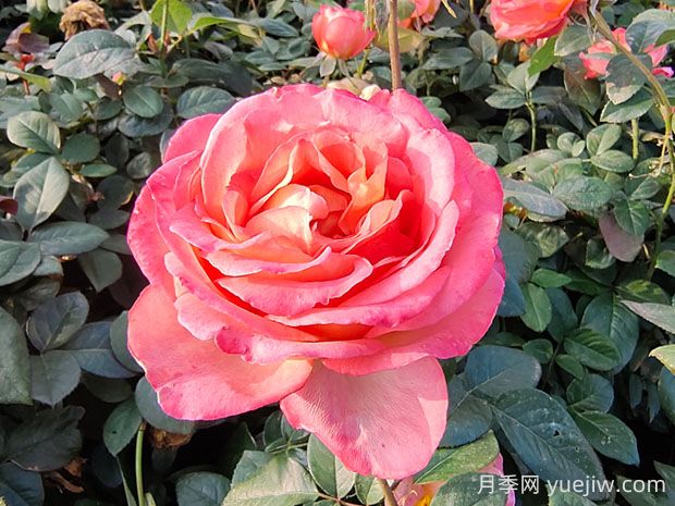 彩云月季的优缺点分析(图1) 彩云月季的优缺点分析(图1)
