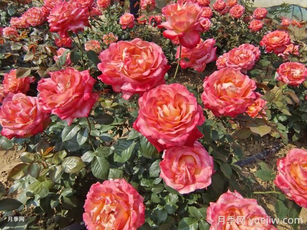 彩云月季的优缺点分析(图2) 彩云月季的优缺点分析(图2)