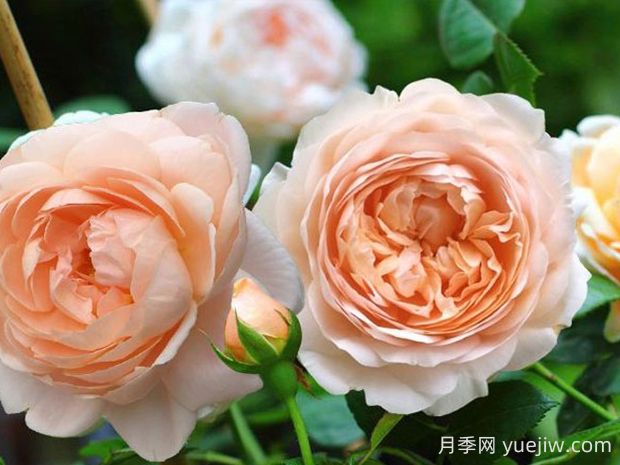 安布里奇月季的优缺点分析(图1) 安布里奇月季的优缺点分析(图1)