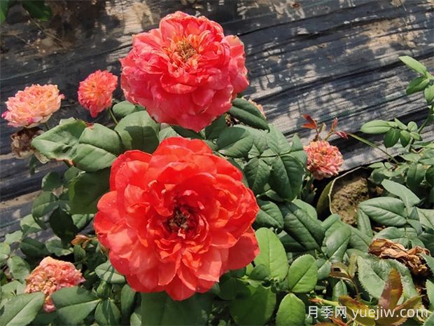 斑马耐心月季的优缺点是什么？(图1)