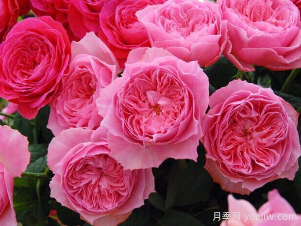 友禅小春月季的优缺点是什么?(图1) 友禅小春月季的优缺点是什么?(图1)