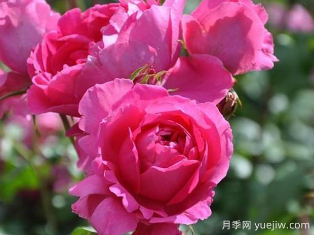 粉云月季的优缺点是什么?(图1) 粉云月季的优缺点是什么?(图1)