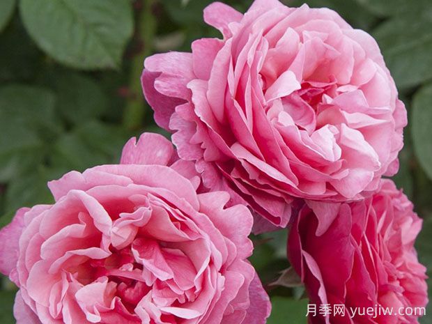 莉娜雷诺月季的优缺点是什么?(图1) 莉娜雷诺月季的优缺点是什么?(图1)