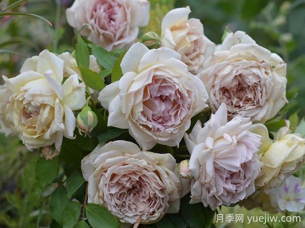 长袍娃娃月季的优缺点是什么?(图1) 长袍娃娃月季的优缺点是什么?(图1)