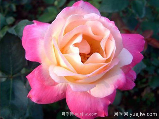 杂技表演月季的优缺点是什么?(图1) 杂技表演月季的优缺点是什么?(图1)