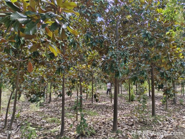 河南南召玉兰苗木成为致富摇钱树(图2)