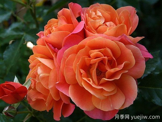 迪士尼乐园月季(图1) 迪士尼乐园月季(图1)