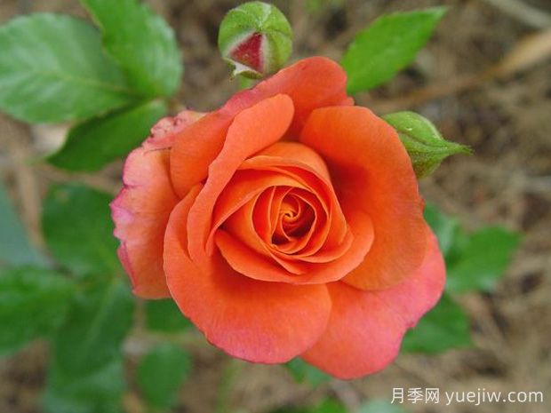 迪士尼乐园月季(图2) 迪士尼乐园月季(图2)