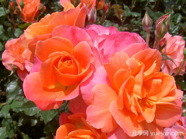 迪士尼乐园月季(图3) 迪士尼乐园月季(图3)