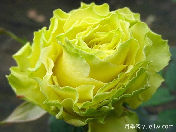 绿色星球月季/绿色行星(图1)