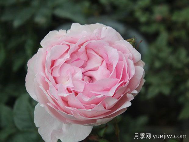 伊芙雪伯爵月季/伊芙雪吻月季(图1)