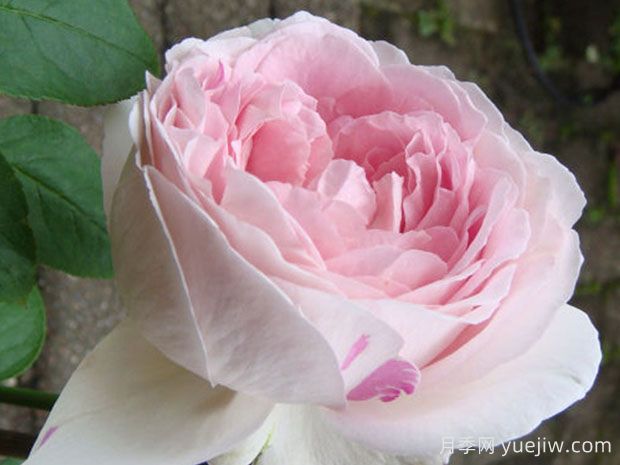 伊芙雪伯爵月季/伊芙雪吻月季(图2)