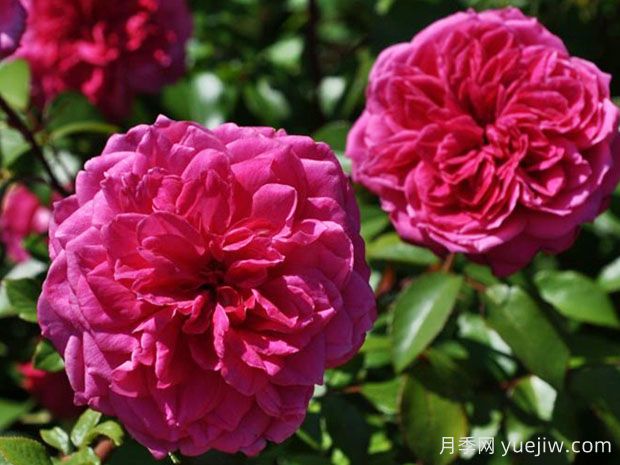 艾弗的玫瑰月季,又叫啦啦队长,不想打理就选她(图1) 艾弗的玫瑰月季,又叫啦啦队长,不想打理就选她(图1)