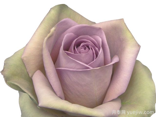 失忆月季/尼古拉斯的初恋(图1)