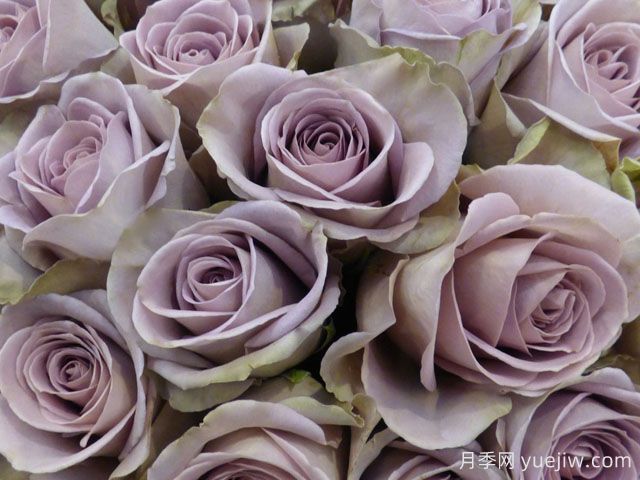 失忆月季/尼古拉斯的初恋(图2)