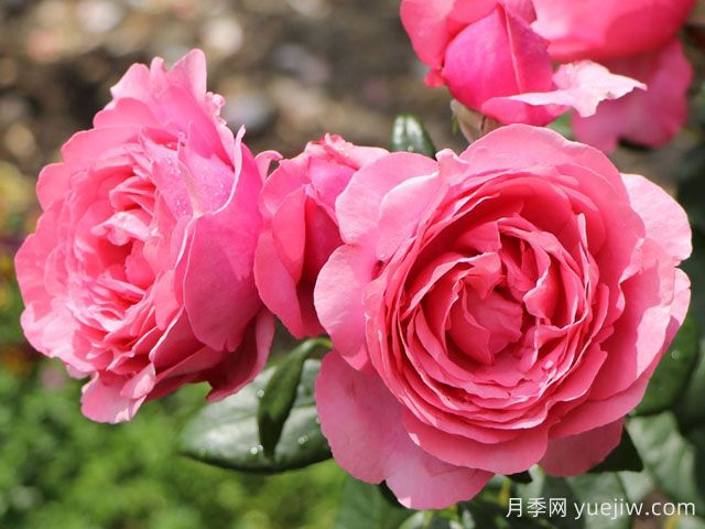 渴望月季/德西里月季(图2)