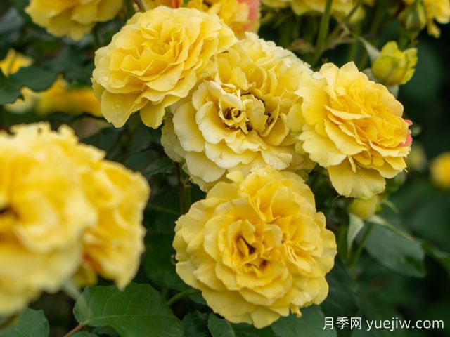 金管乐队月季(图2) 金管乐队月季(图2)