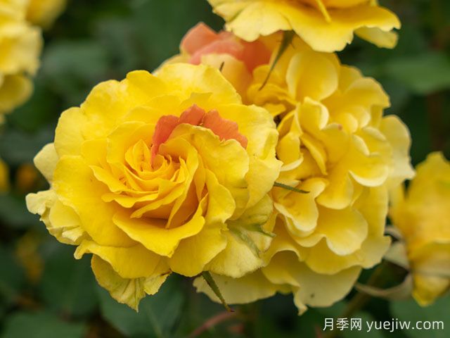 金管乐队月季(图1) 金管乐队月季(图1)