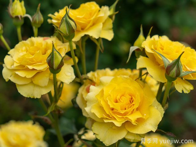 金管乐队月季(图3) 金管乐队月季(图3)