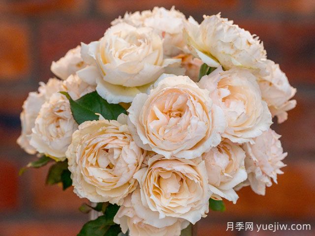 白月光月季(图2)