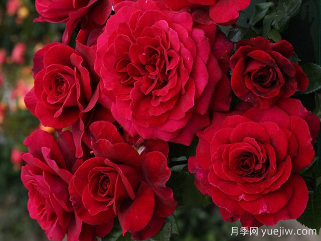 美景月季/贝尔维尤/不羁的灵魂(图4)