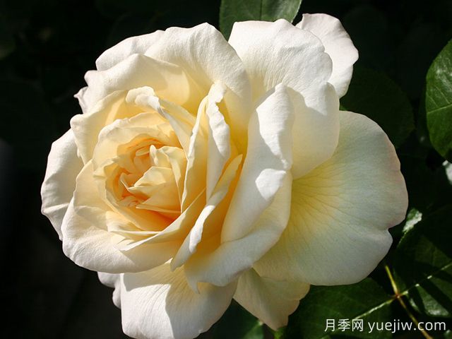 拉佩拉月季/梦贝拉(图3)