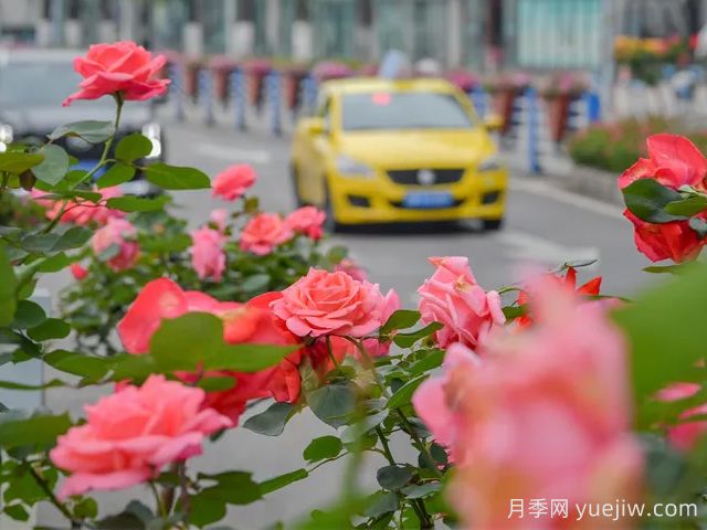 重庆月季应用和景观图集(图2)