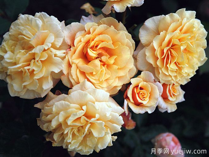 糖果童话月季(图2) 糖果童话月季(图2)