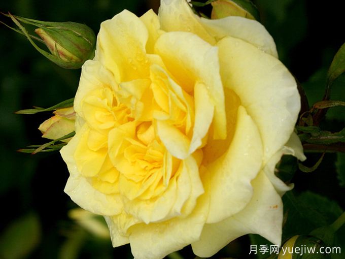 金色童话月季/金童话(图2) 金色童话月季/金童话(图2)