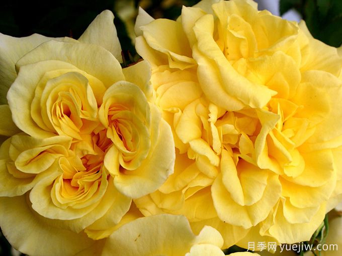 金色童话月季/金童话(图1) 金色童话月季/金童话(图1)