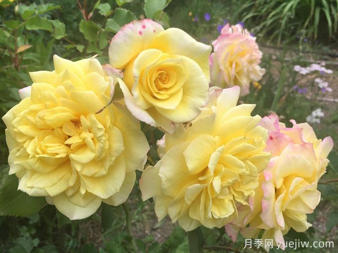 金色童话月季/金童话(图3) 金色童话月季/金童话(图3)