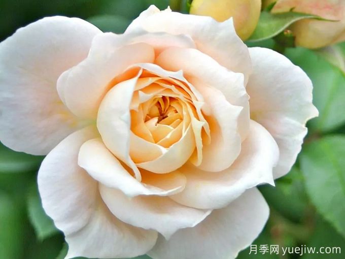 狮子童话月季/狮子玫瑰/香槟时刻(图1) 狮子童话月季/狮子玫瑰/香槟时刻(图1)