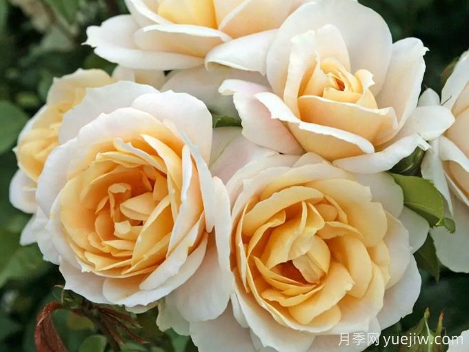 狮子童话月季/狮子玫瑰/香槟时刻(图2) 狮子童话月季/狮子玫瑰/香槟时刻(图2)