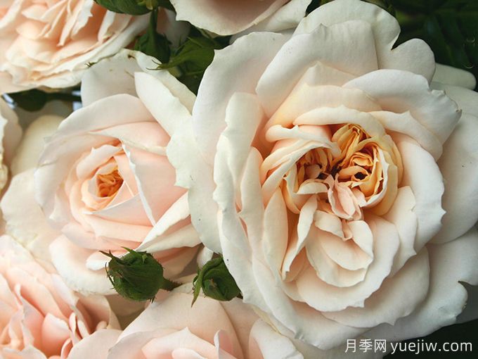 狮子童话月季/狮子玫瑰/香槟时刻(图4) 狮子童话月季/狮子玫瑰/香槟时刻(图4)