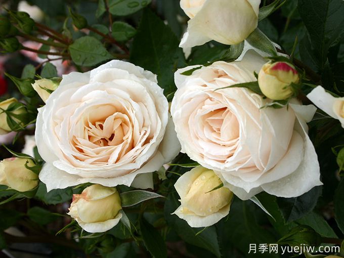 狮子童话月季/狮子玫瑰/香槟时刻(图3) 狮子童话月季/狮子玫瑰/香槟时刻(图3)