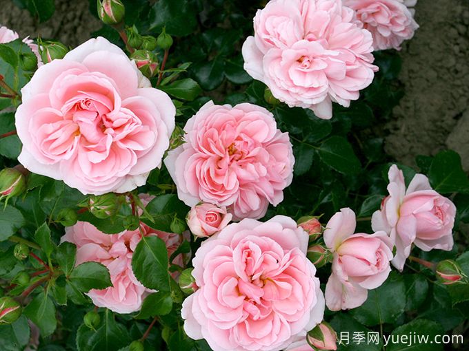 修女的童话月季的优缺点是什么?(图1) 修女的童话月季的优缺点是什么?(图1)