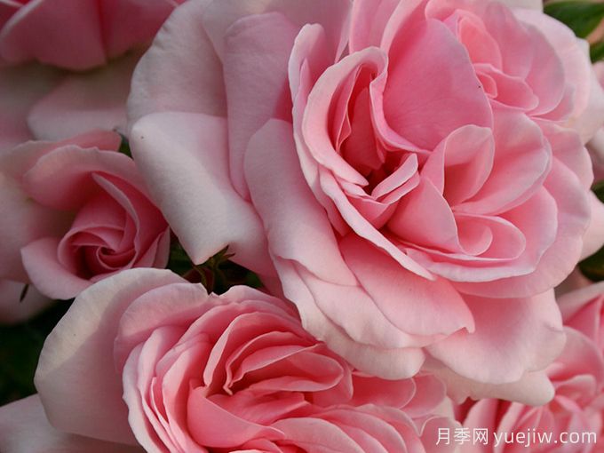 修女的童话月季/姐妹童话/家居庭院(图2) 修女的童话月季/姐妹童话/家居庭院(图2)