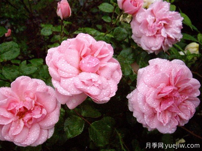 修女的童话月季/姐妹童话/家居庭院(图3) 修女的童话月季/姐妹童话/家居庭院(图3)