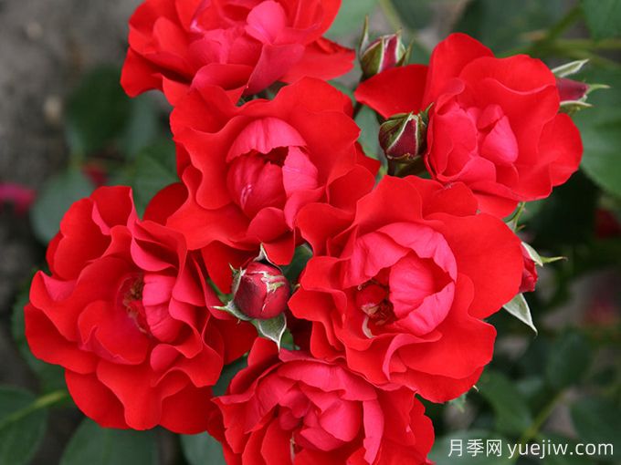 黑色森林月季(图1) 黑色森林月季(图1)