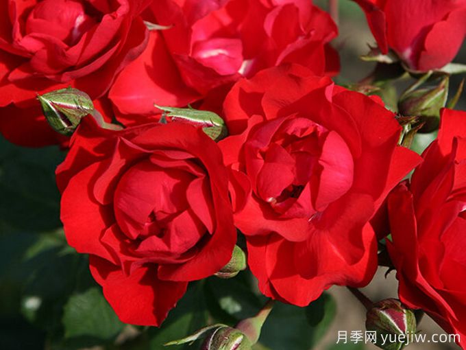 黑色森林月季(图2) 黑色森林月季(图2)